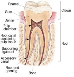 endotx1